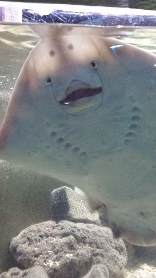 Ray swimming at SEA LIFE Brighton